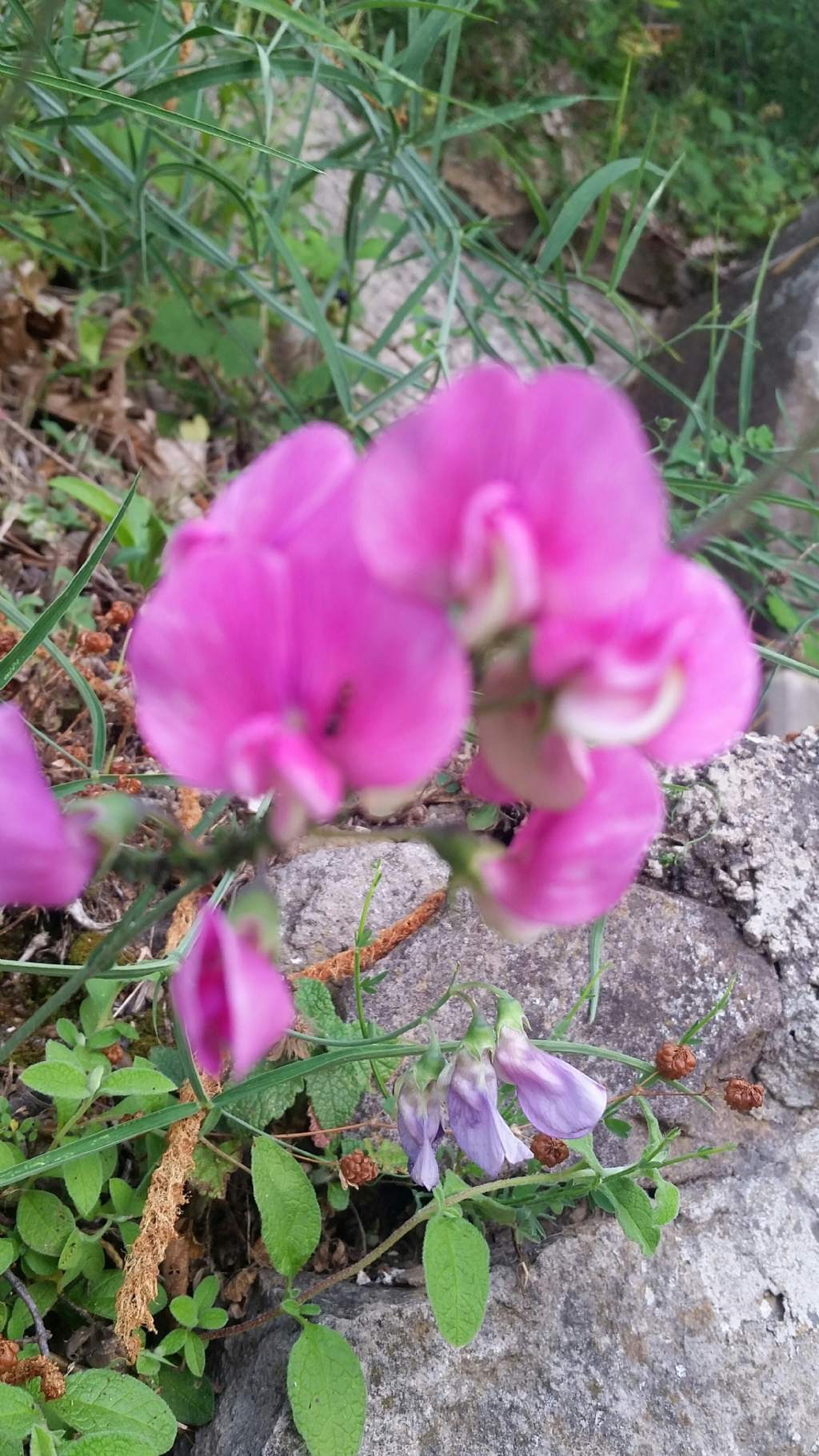 Baccelli di Lathyrus?